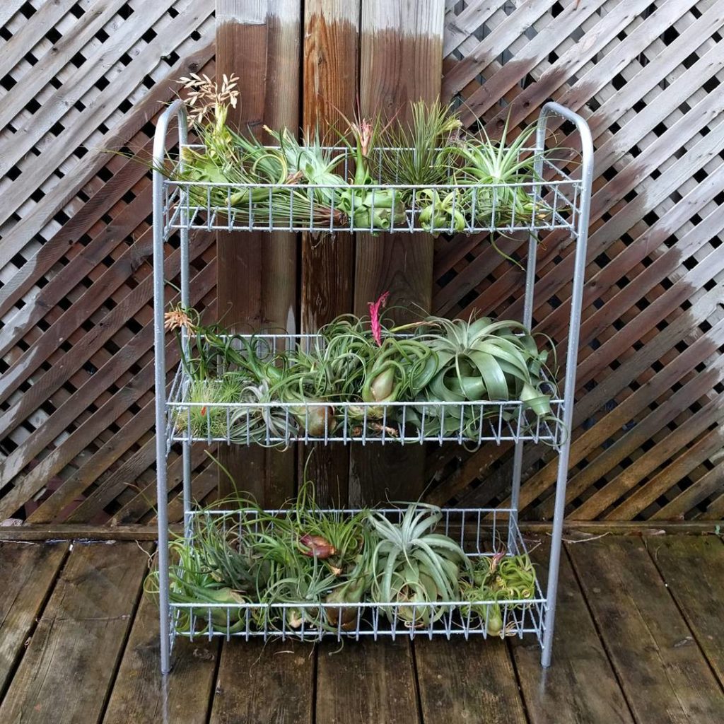 @houseplantjournal: Long weekends often lead to long work hours, which translates to me being a lazy…