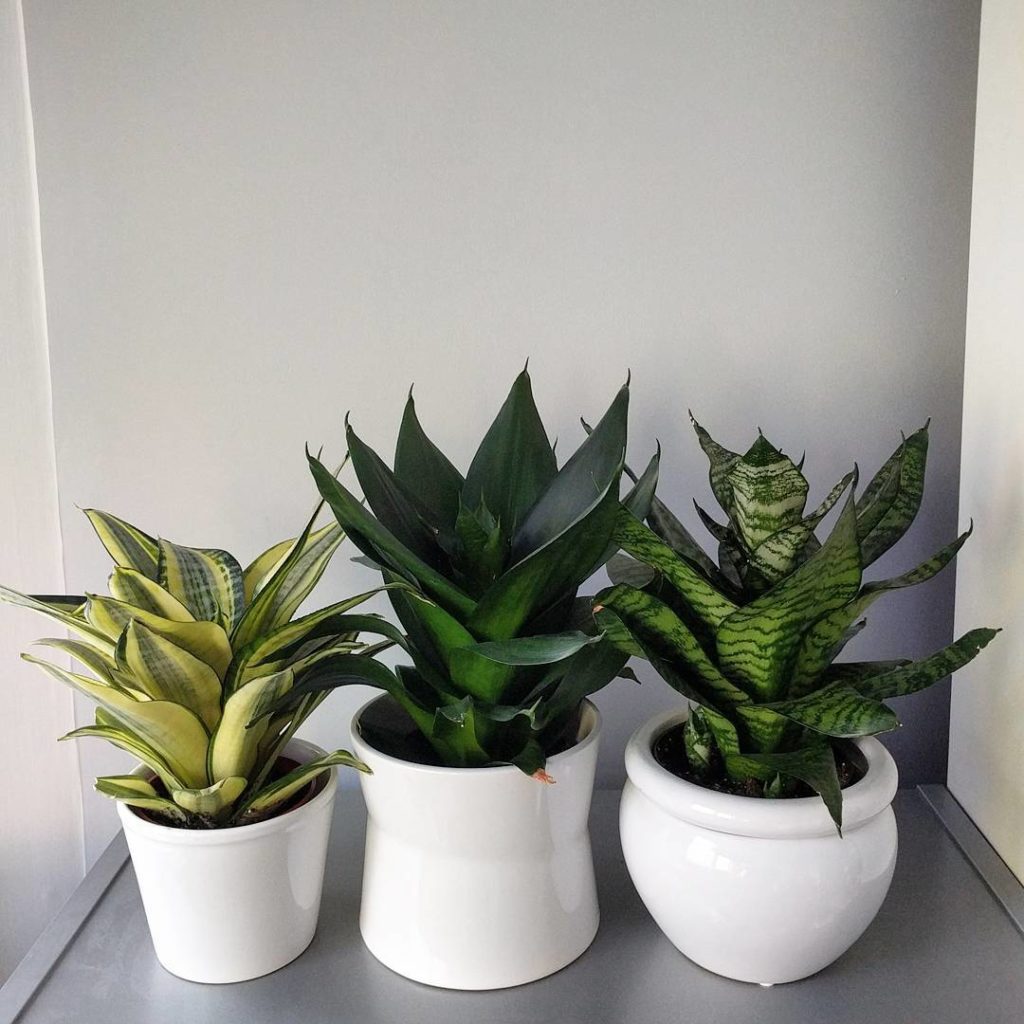 @houseplantjournal: When I first adopted these snake plants, they all fit into a nice 3-pot planter …