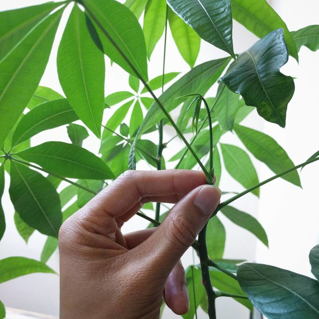 @houseplantjournal: New growth makes me smile #pachiraaquatica #moneytree #houseplants #plantlover #…