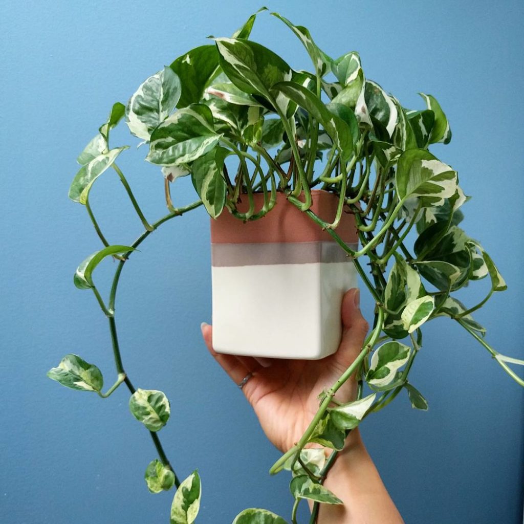 @houseplantjournal: My pothos n’joy is wearing the Olmsted planter in Sonora from @thesill. They cur…