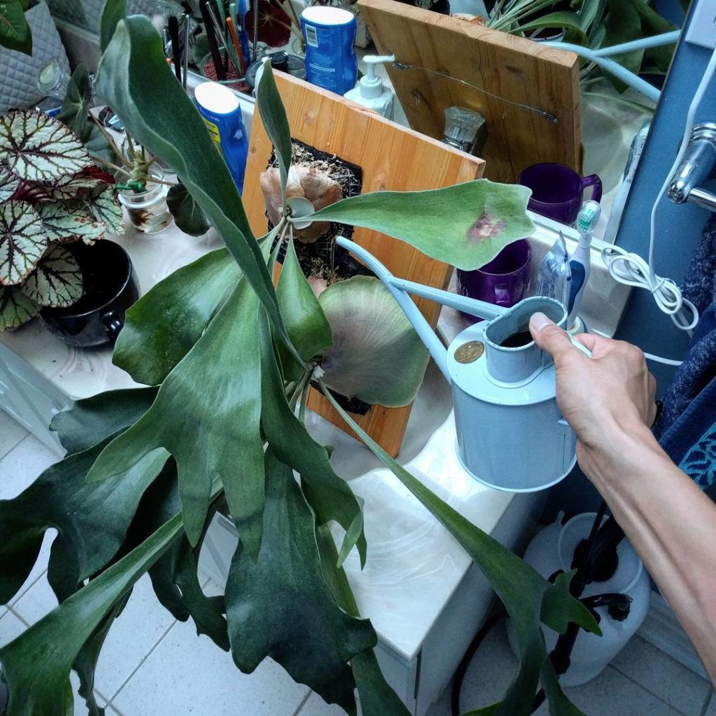 @houseplantjournal: Watering my staghorn fern: I pour the whole can through both mounds of sphagnum …
