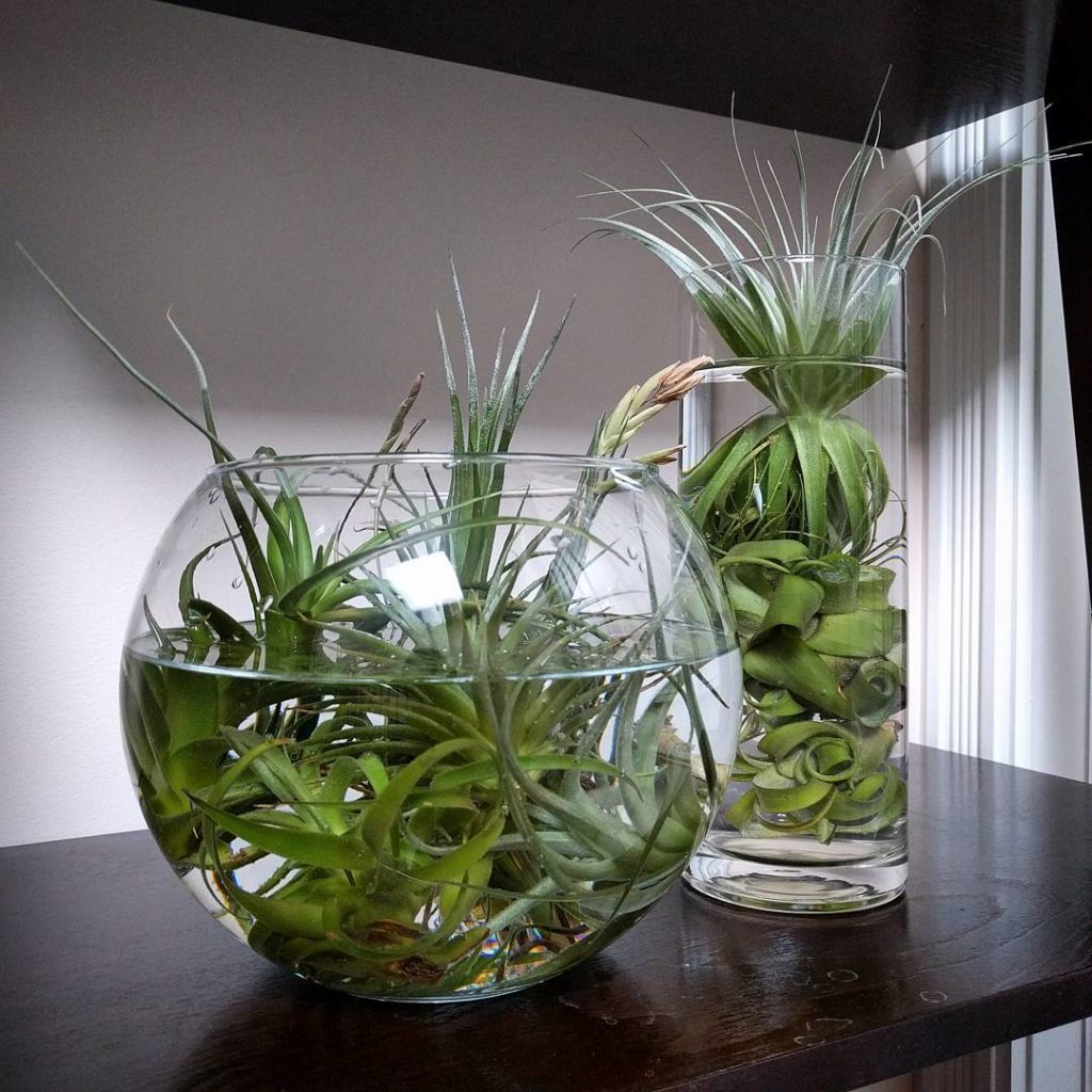 @houseplantjournal: Watering and displaying air plants. Important: don’t leave them soaking indefini…