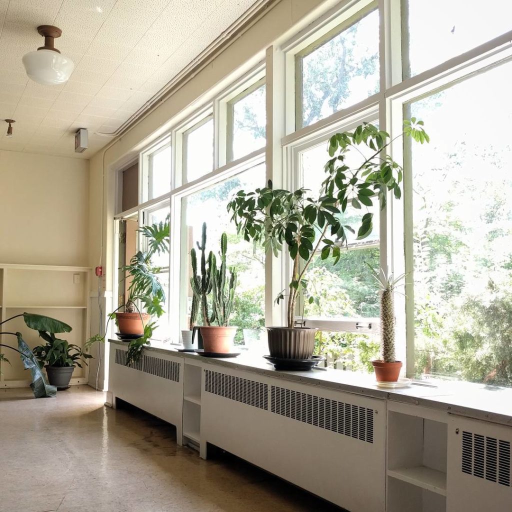 @houseplantjournal: I met some elderly plants during my company’s BBQ/beach day. They get nice light…