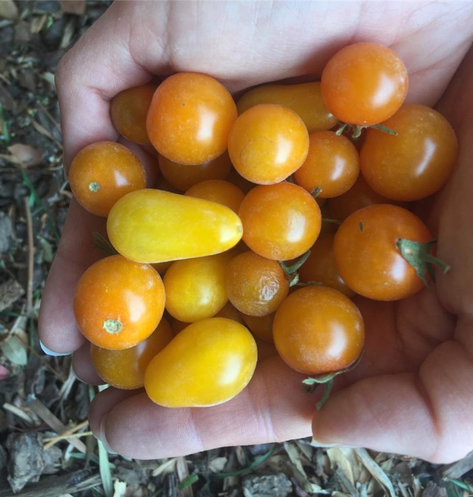 @gardendesignmag: Fresh tomatoes from the garden anyone?
Stay up-to-date with Garden Design. Cli…