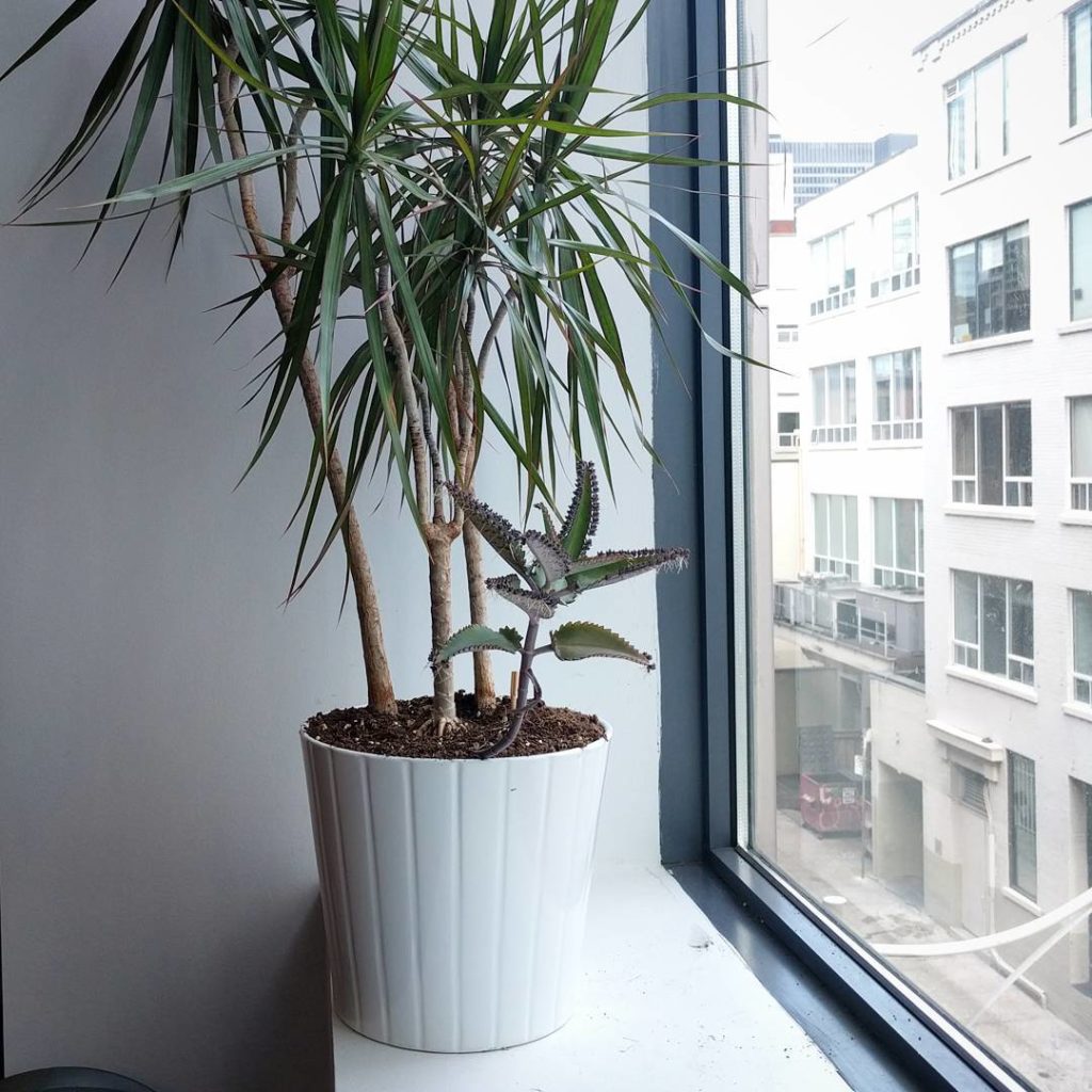 @houseplantjournal: Two years ago, someone at my office decided to transplant one Mother of Thousand…