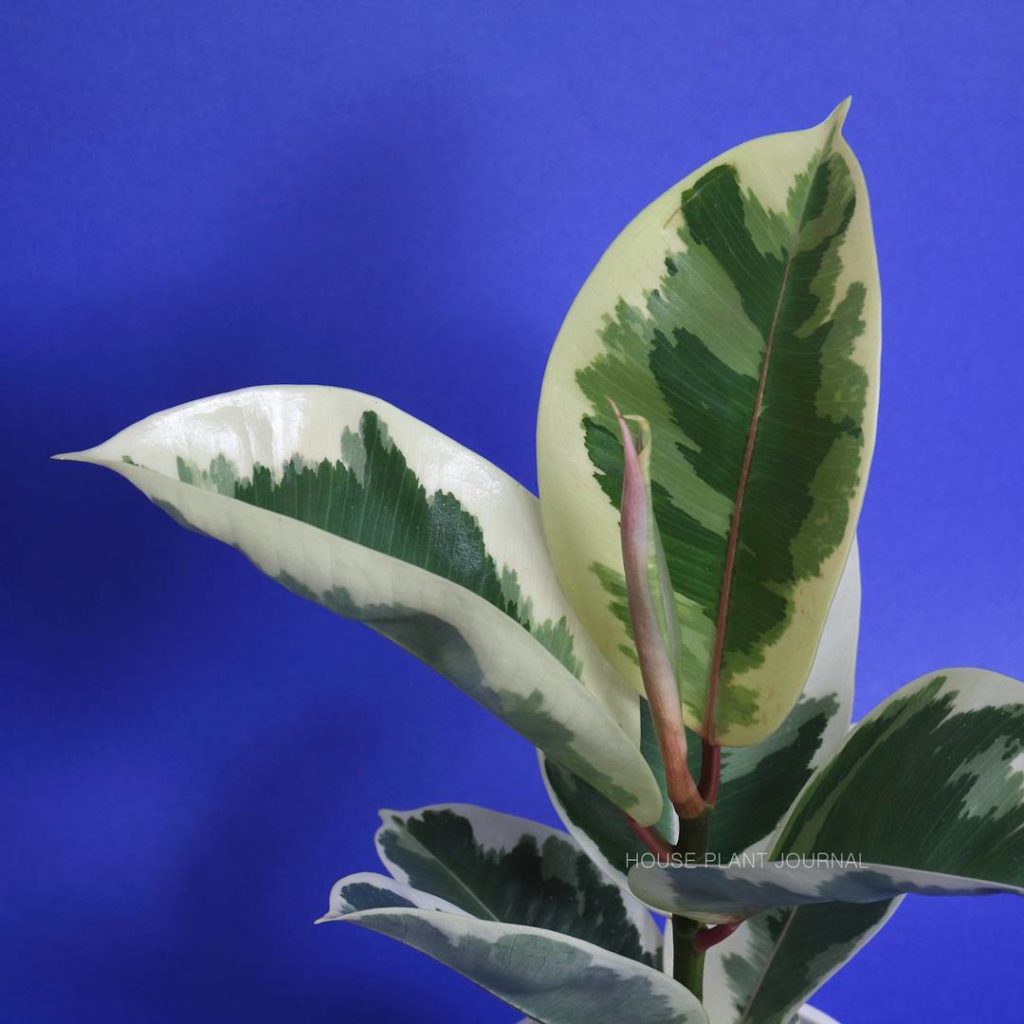 @houseplantjournal: So I adopted one of these (from Valleyview Gardens): variegated rubber plant. #r…