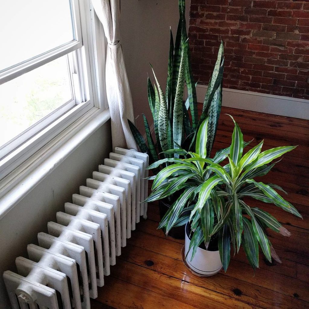 @houseplantjournal: Thanks @thejungalow and @danaerolynhorst for featuring my time lapse videos. The…