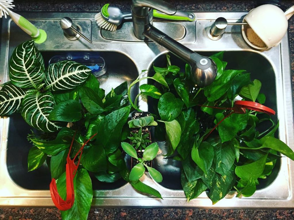 @gardendesignmag: House plants having a spa day
Stay up-to-date with Garden Design. Click on the…