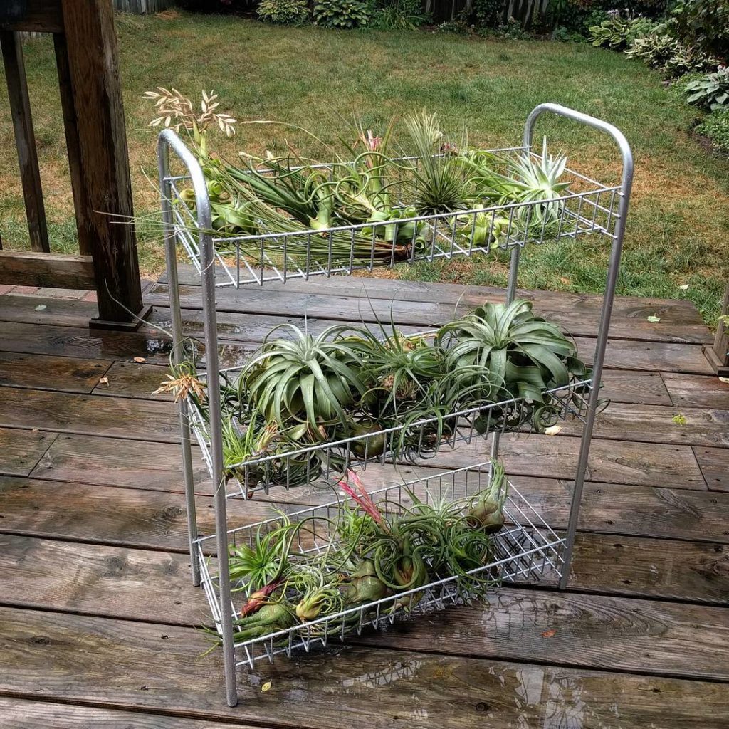 @houseplantjournal: I got home yesterday during the rain and managed to bring these guys out for a n…