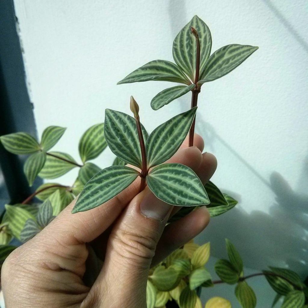 @houseplantjournal: New stems on my peperomia puteolata. I think it’s time to propagate – these stem…