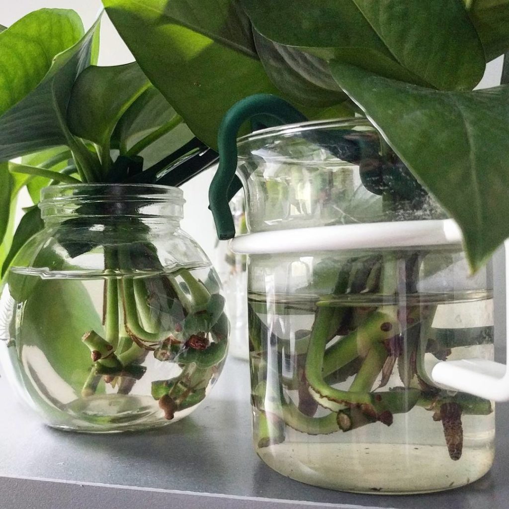 @houseplantjournal: Here’s what I mean by “traditional” rooting of pothos (or other vine-type plants…