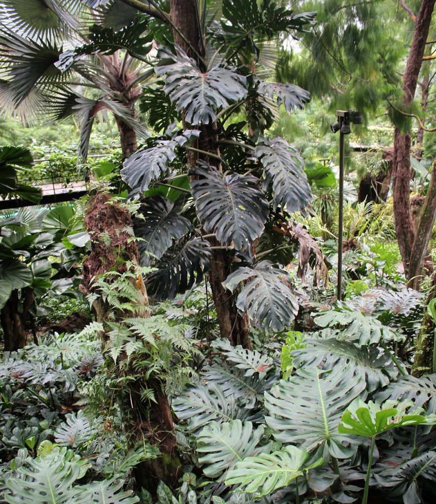@houseplantjournal: Monstera deliciosa is quite aggressive in the wild (taken July 2015) #monsteramo…