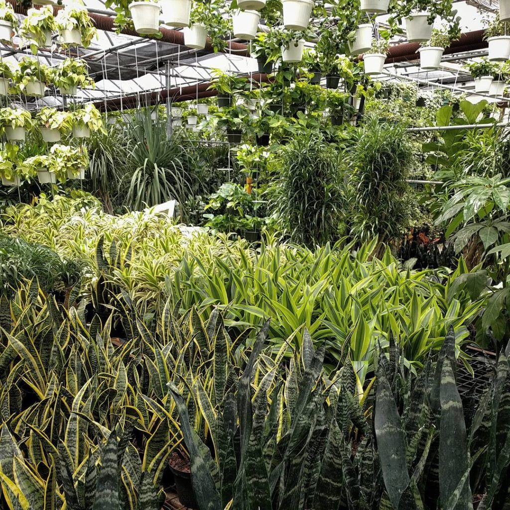 @houseplantjournal: It’s always so jungley in here #valleyviewgardens #sansevieria #torontoigers #to…