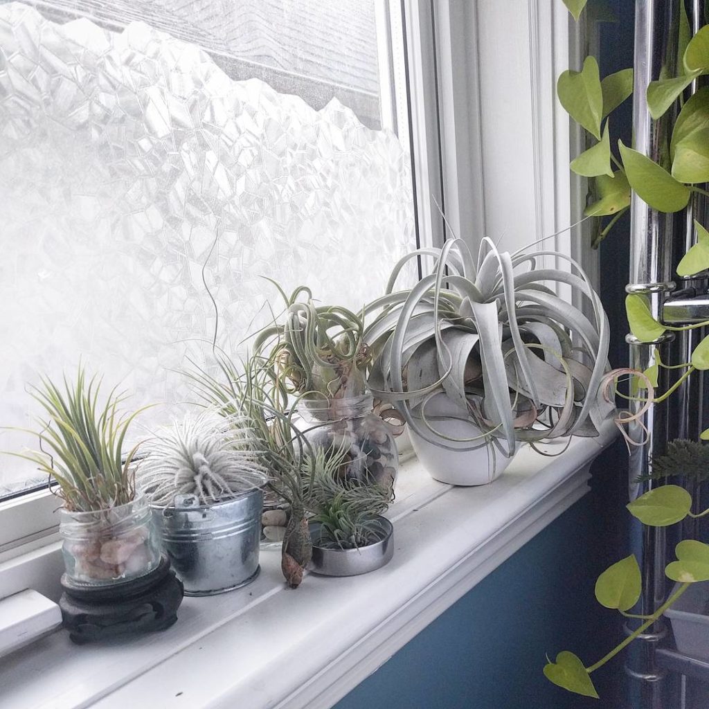 @houseplantjournal: Congratulations to @bigdooley, @findmeinthegarden, and @thedecoradobe – you …