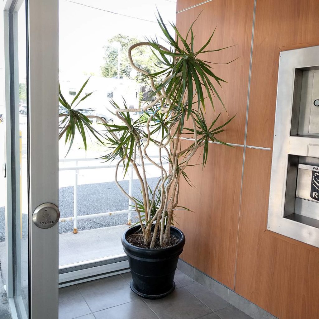 @houseplantjournal: How’s my favourite twisty Draceana doing? Someone at this bank knows how to get …