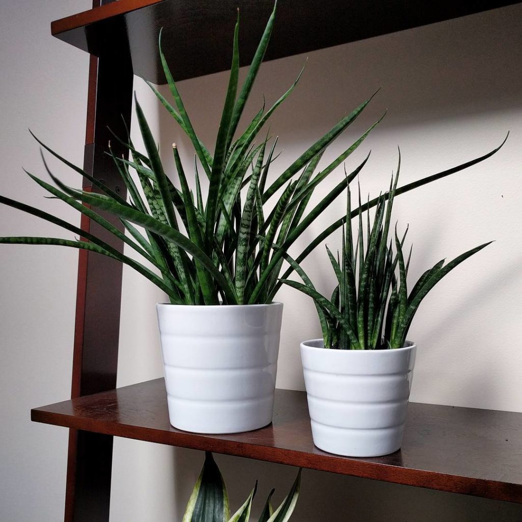 @houseplantjournal: Found this “mini me” version of Sansevieria japonesa and decided to try matching…