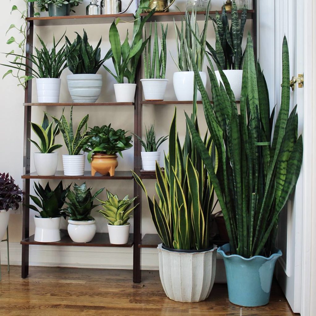 @houseplantjournal: This time, I brought my two big snake plants up to the second floor for a #plant…