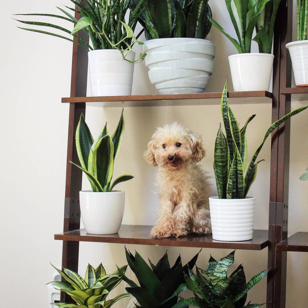 @houseplantjournal: Even though they’re called “teacup poodles”, they’re actually closer to the size…