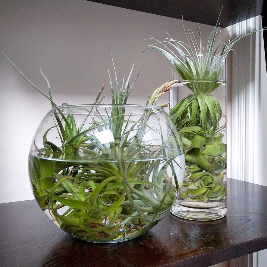 @houseplantjournal: More #tillandsiatuesday – displaying while soaking #torontoigers #torontoblogger…