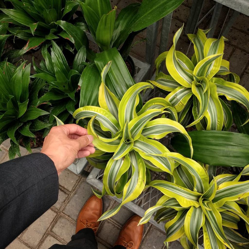 @houseplantjournal: I’m loving this curly version of Dracaena lemon-lime #foliagefriday #dracaenalem…