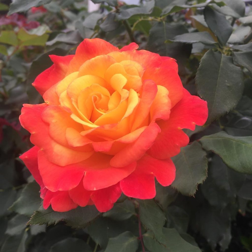 @gardendesignmag: You made it to Friday, a rose for you! Share with a friend! 
#flowerfriday 
Stay…