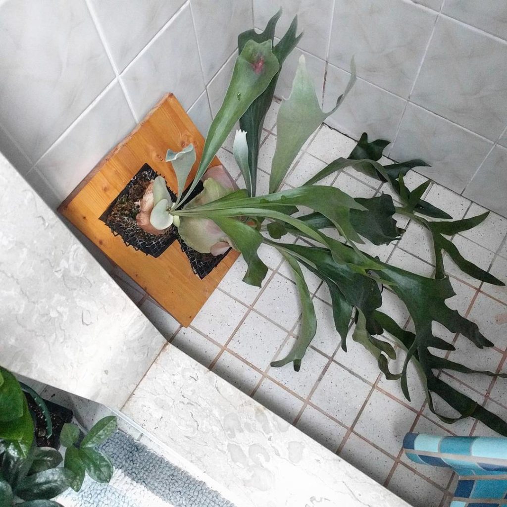 @houseplantjournal: I vaguely remember reading contradicting advice regarding watering a staghorn fe…