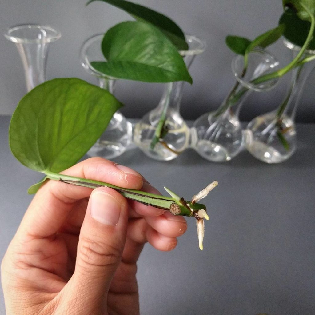 @houseplantjournal: Joys of plant propagation: the green spike pointing to the left is the new vine …