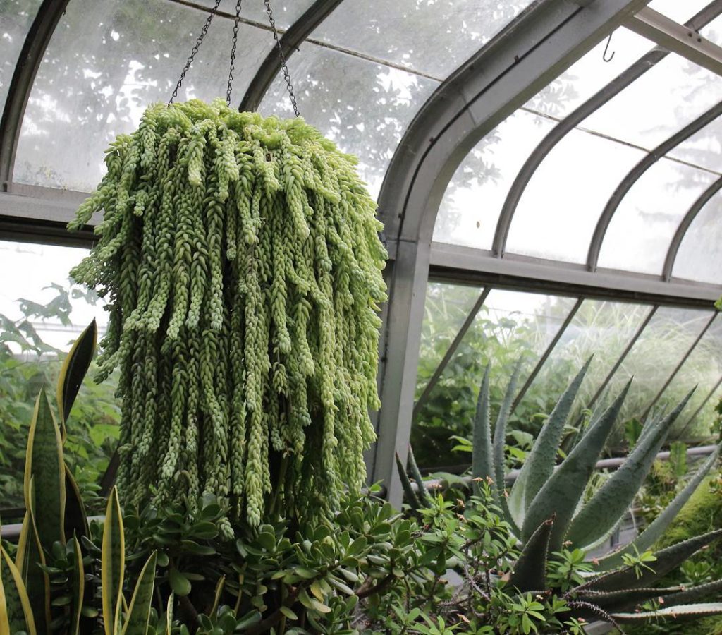 @houseplantjournal: The overcast sky created a lovely muted toned lighting in the greenhouse – it re…