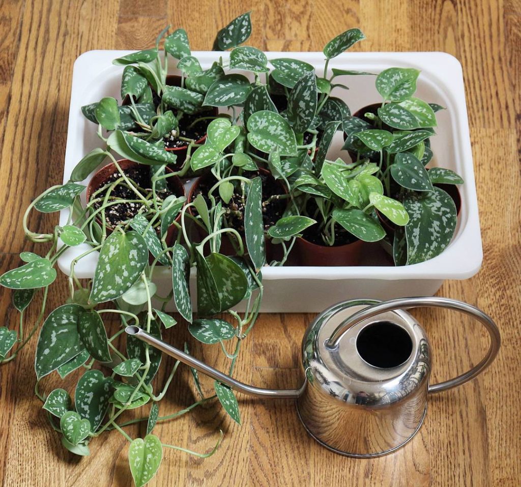 @houseplantjournal: I’m crazy about high walled (4″), waterproof, lightweight trays. When my philode…