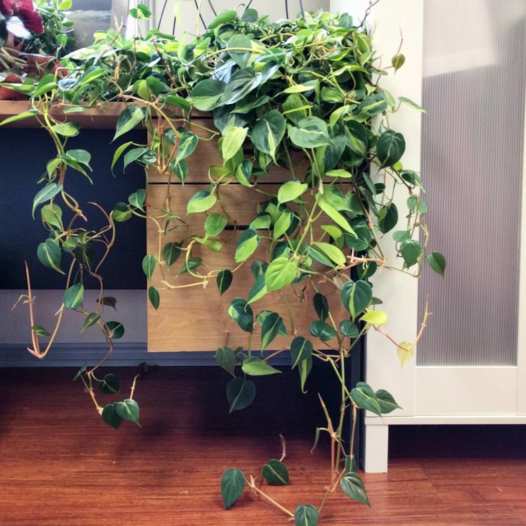 @houseplantjournal: Looks like my two philodendron ‘Brazil’ baskets are ready to make more cuttings …