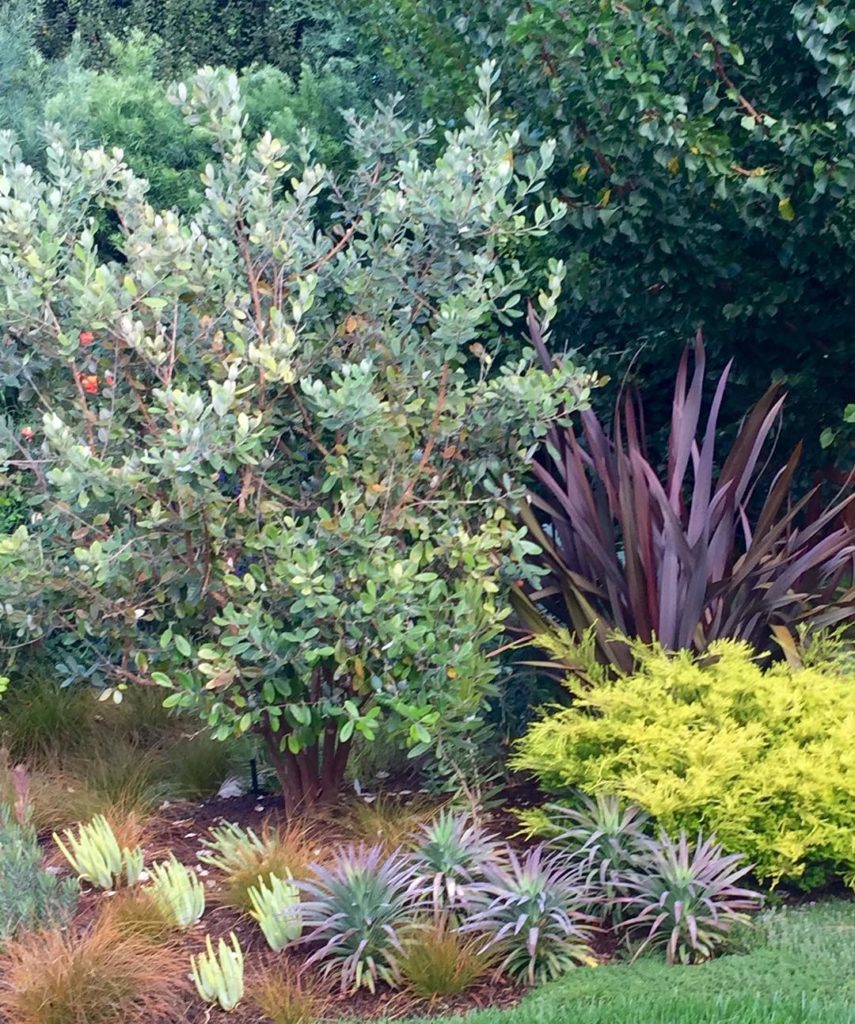 @gardendesignmag: What a lovely combination of plants. A small pineapple guava tree surrounded by …