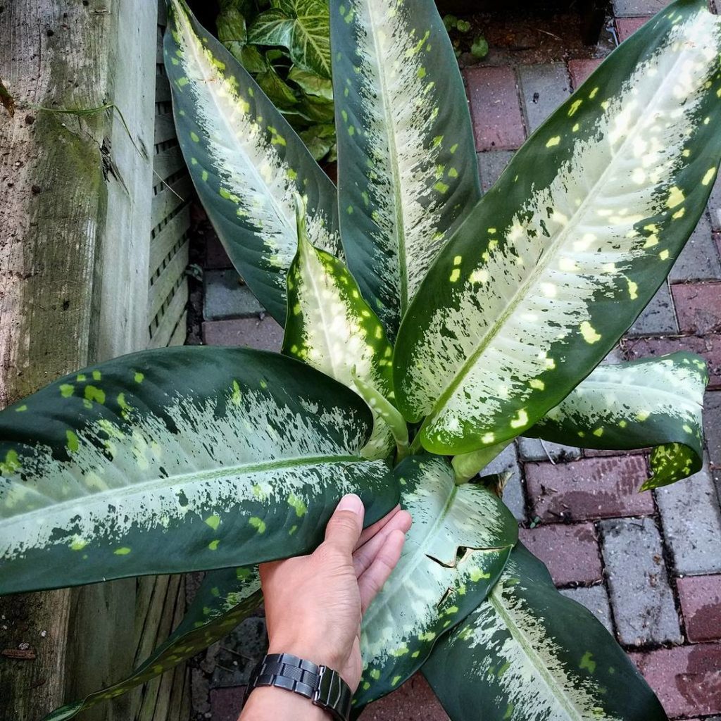 @houseplantjournal: Buyer beware: plants on sale/clearance at a place that doesn’t normally sell pla…