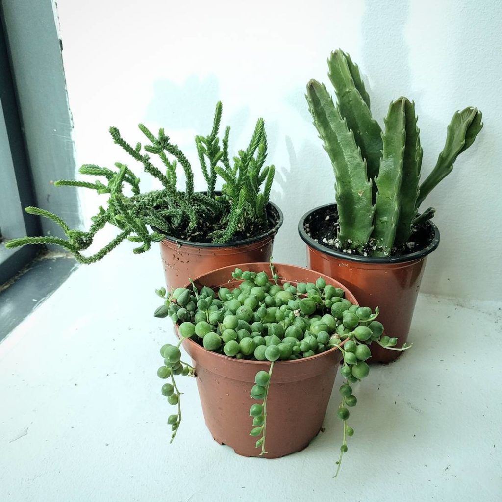 @houseplantjournal: Another example of buying with my eyes: I found these interesting succulents at …