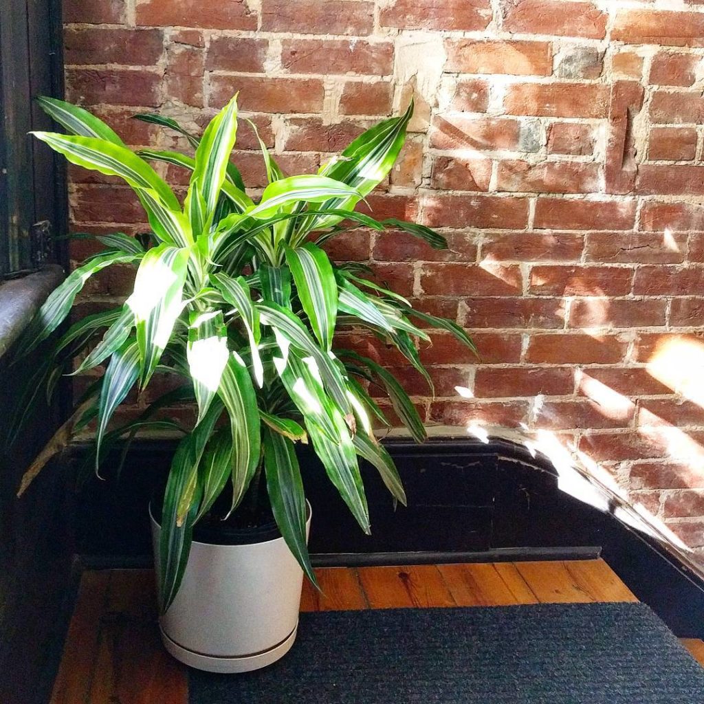 @houseplantjournal: Just for fun, I brought my fiancée’s Dracaena ‘lemon-lime’ into the stairwell by…