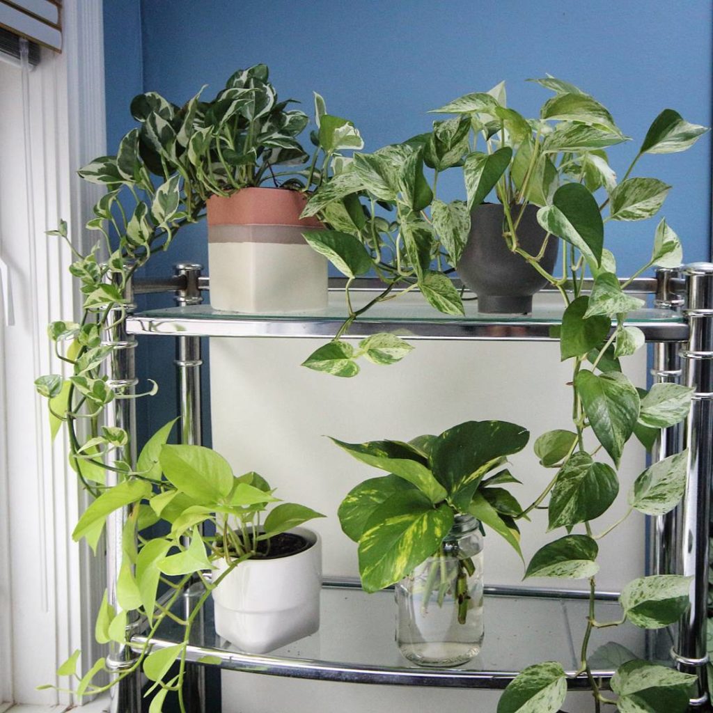 @houseplantjournal: The Pothos ‘Fab Four’ – neon (bottom-L), n’joy (top-L), marble queen (top-R), an…