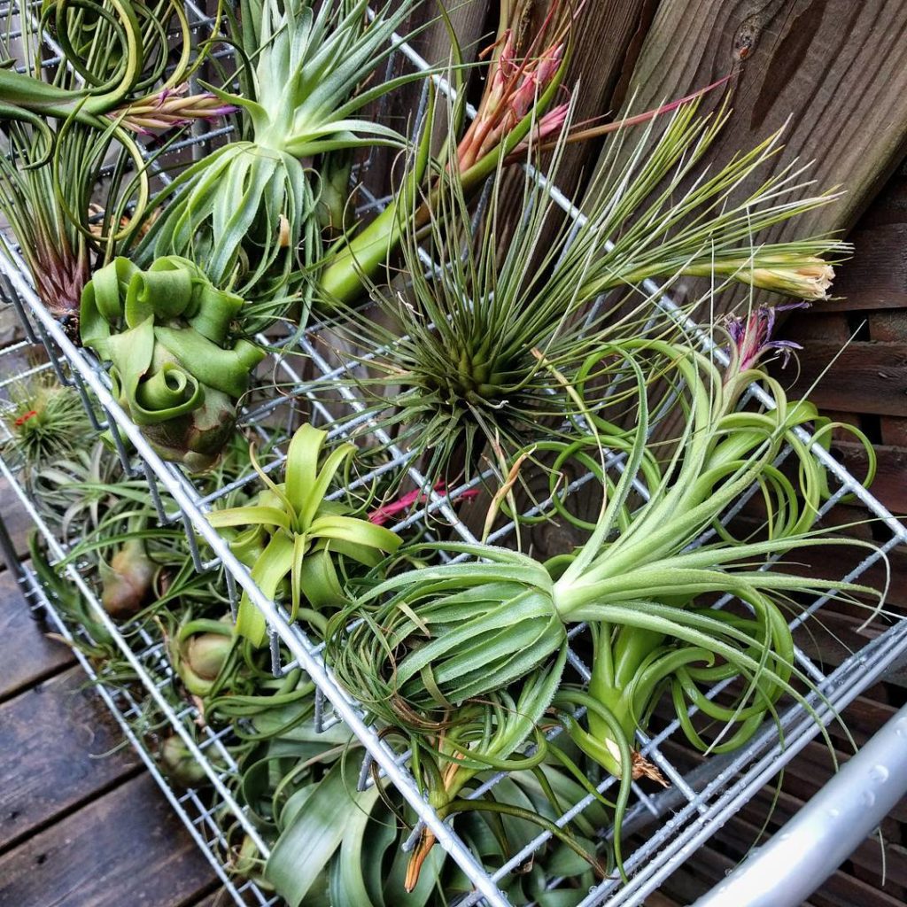 @houseplantjournal: For #tillandsiatuesday: from the time I partied with air plants from @davesairpl…