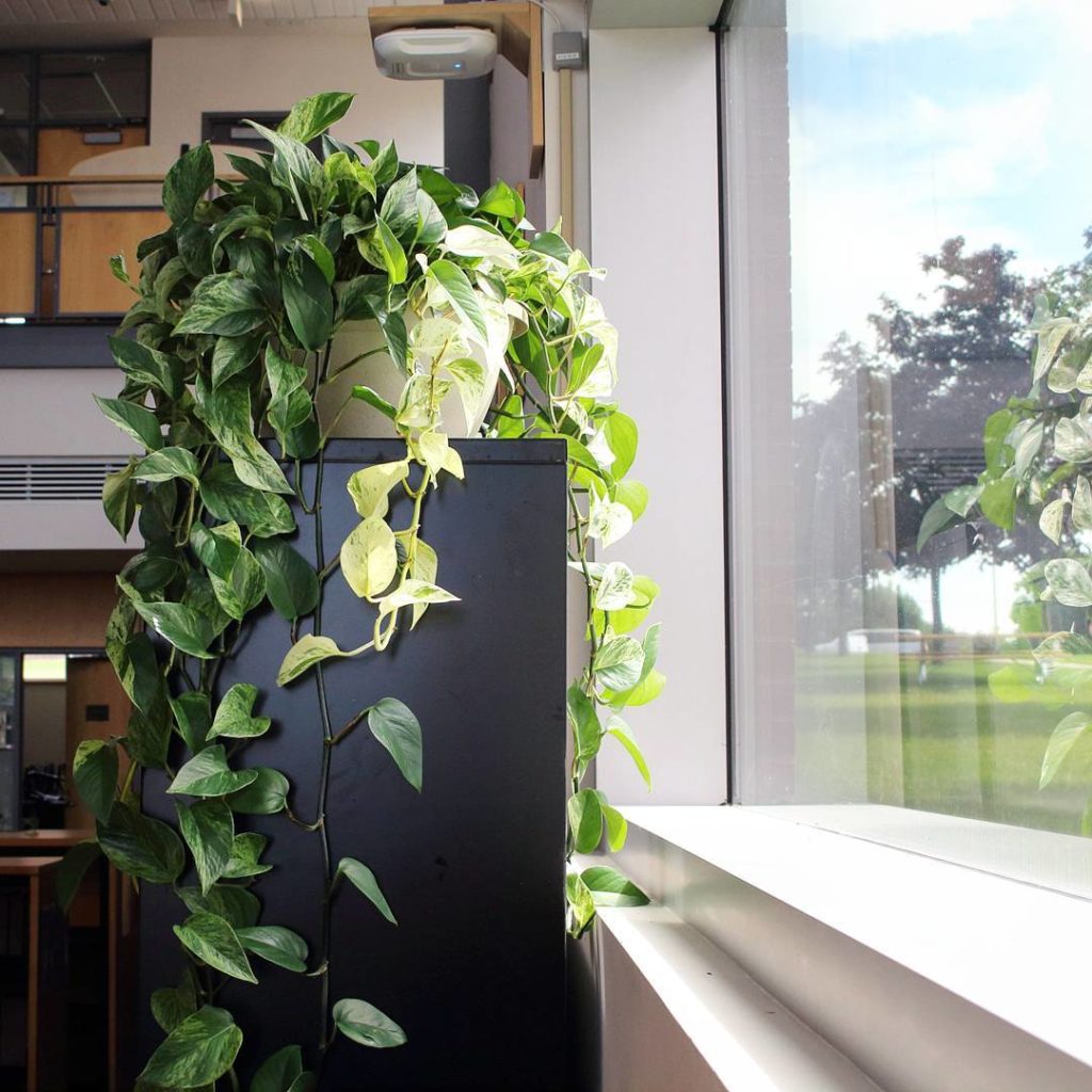 @houseplantjournal: A marble queen enjoying the view #latergram #pothos #pothosmarblequeen #epipremn…