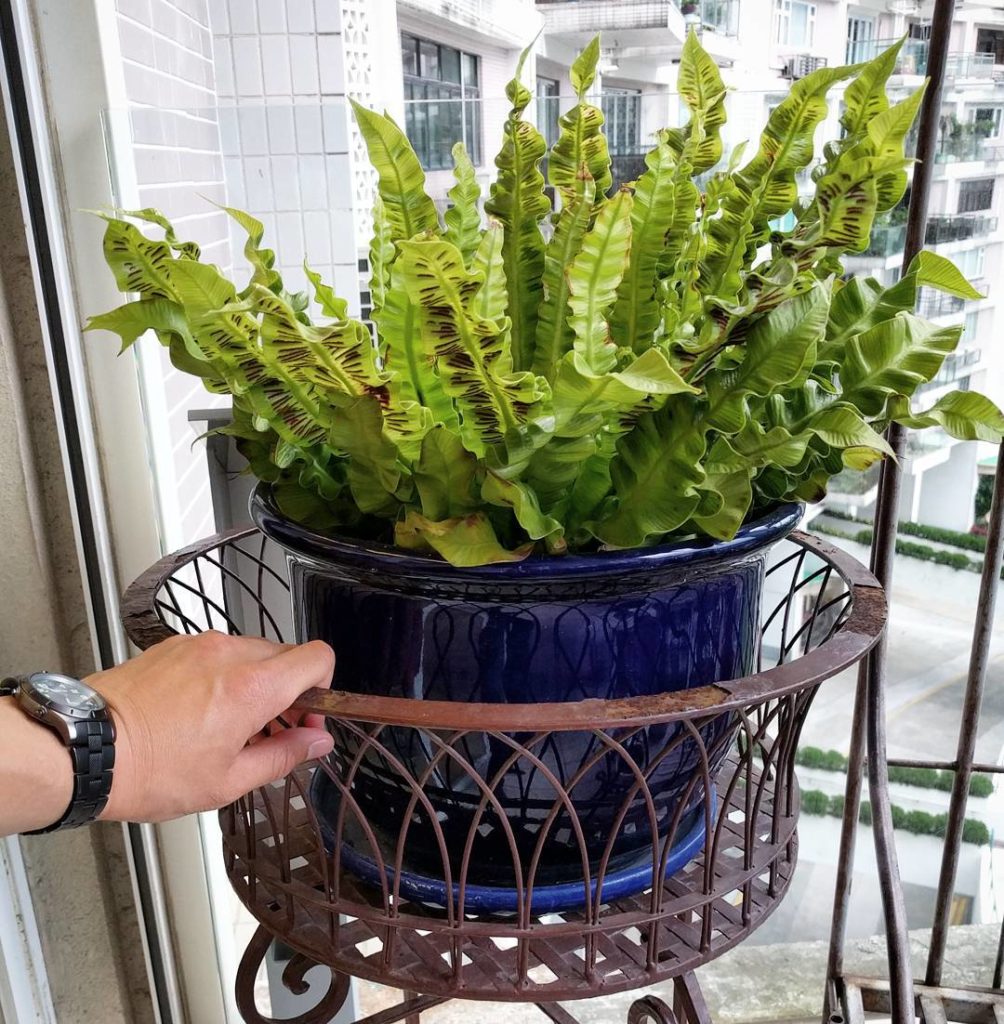 @houseplantjournal: I’ve arrived! Look at the spores on my aunt’s crispy wave fern. Oh how I’ve miss…