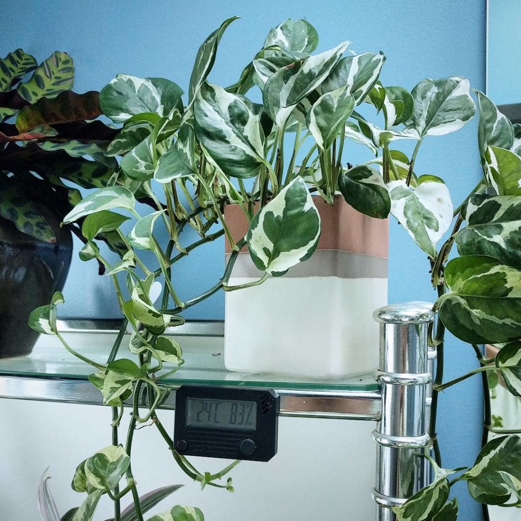 @houseplantjournal: I’ve been featured on The Tastemakers by @thesill (link in their profile) #potho…