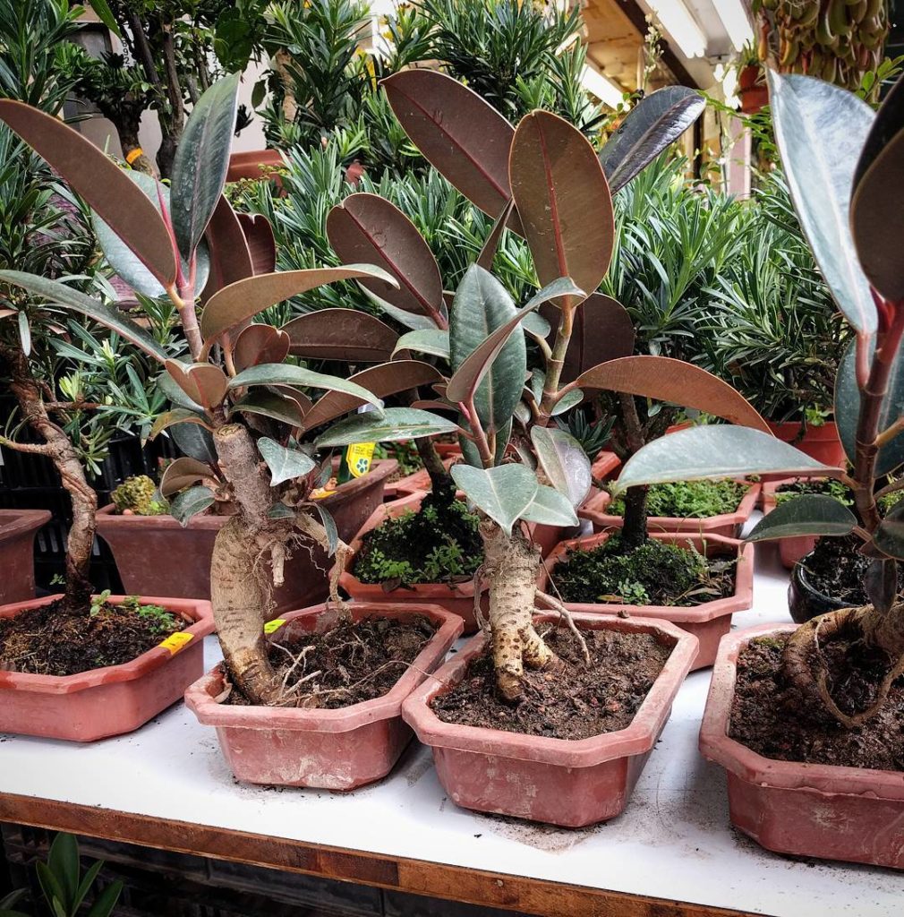 @houseplantjournal: Products North American plant nurseries should start producing: bonsai rubber pl…