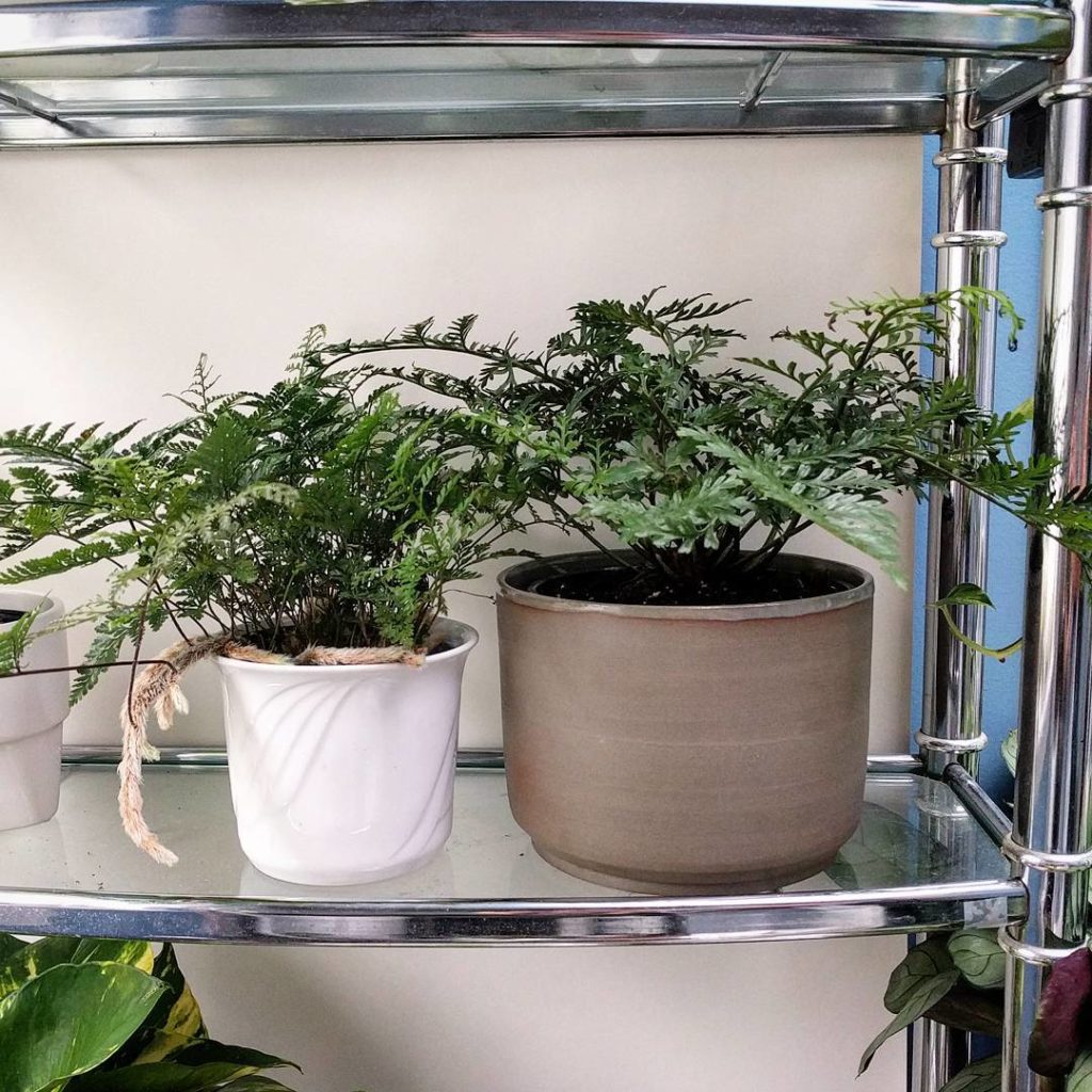 @houseplantjournal: I was turned off ferns because I’ve owned Bostons and Kimberly Queens where I sp…