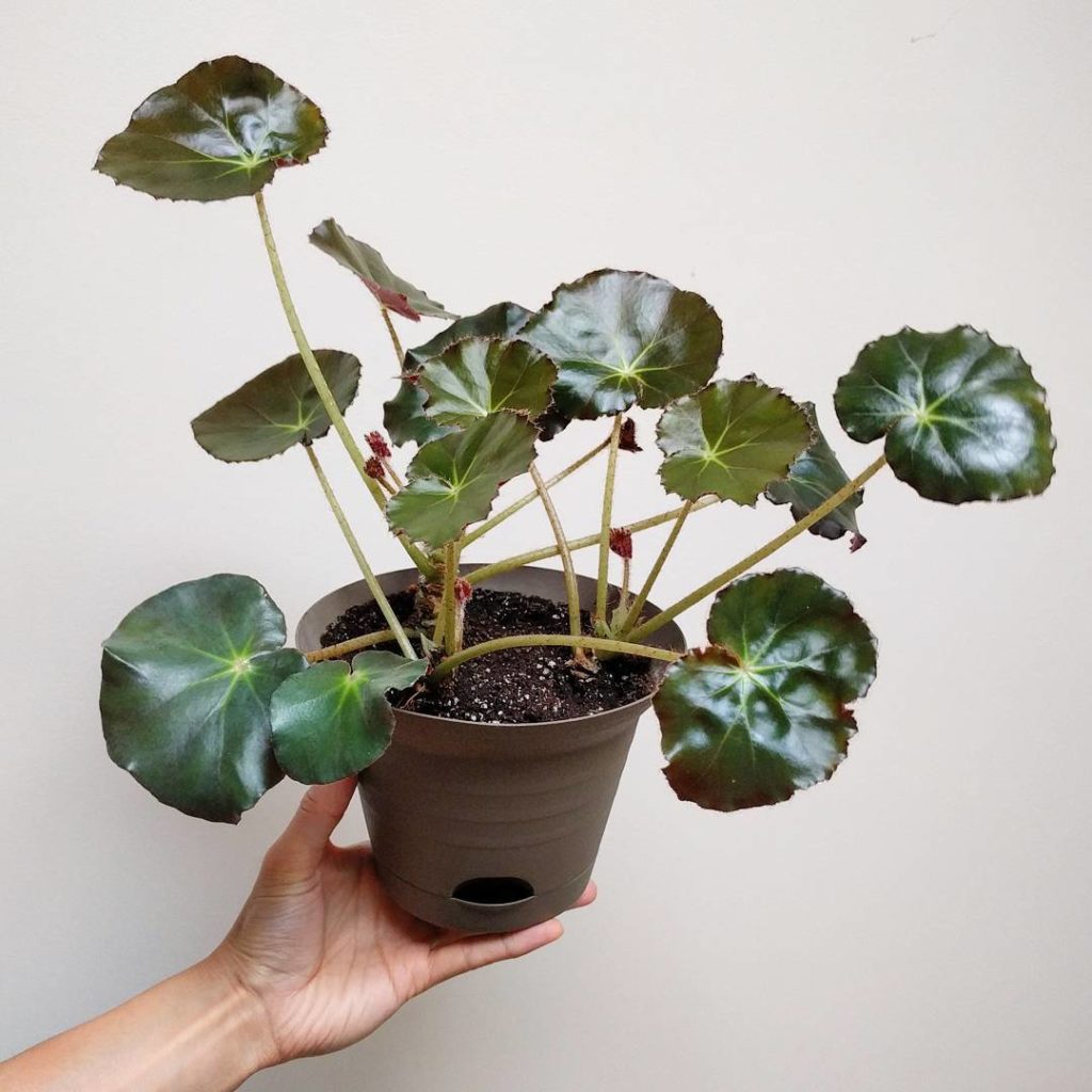 @houseplantjournal: Propagation report: transplanted the begonia erythrophylla cuttings a few weeks …