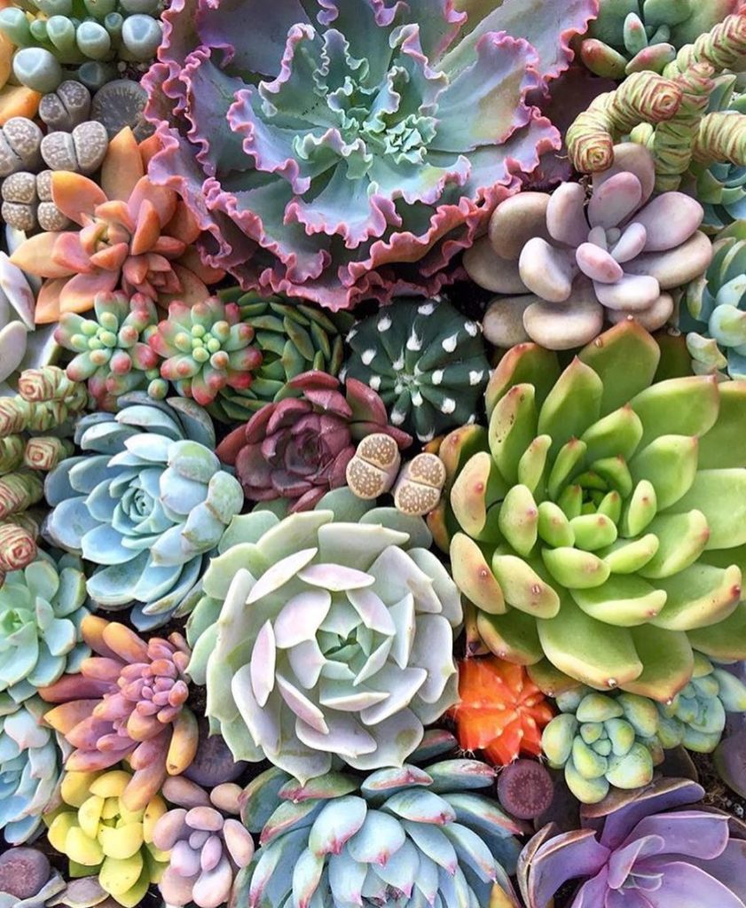 @fairyblooms: Hey guys! Hope you’re all having a perfect day ️ We’re adding exciting new thing…