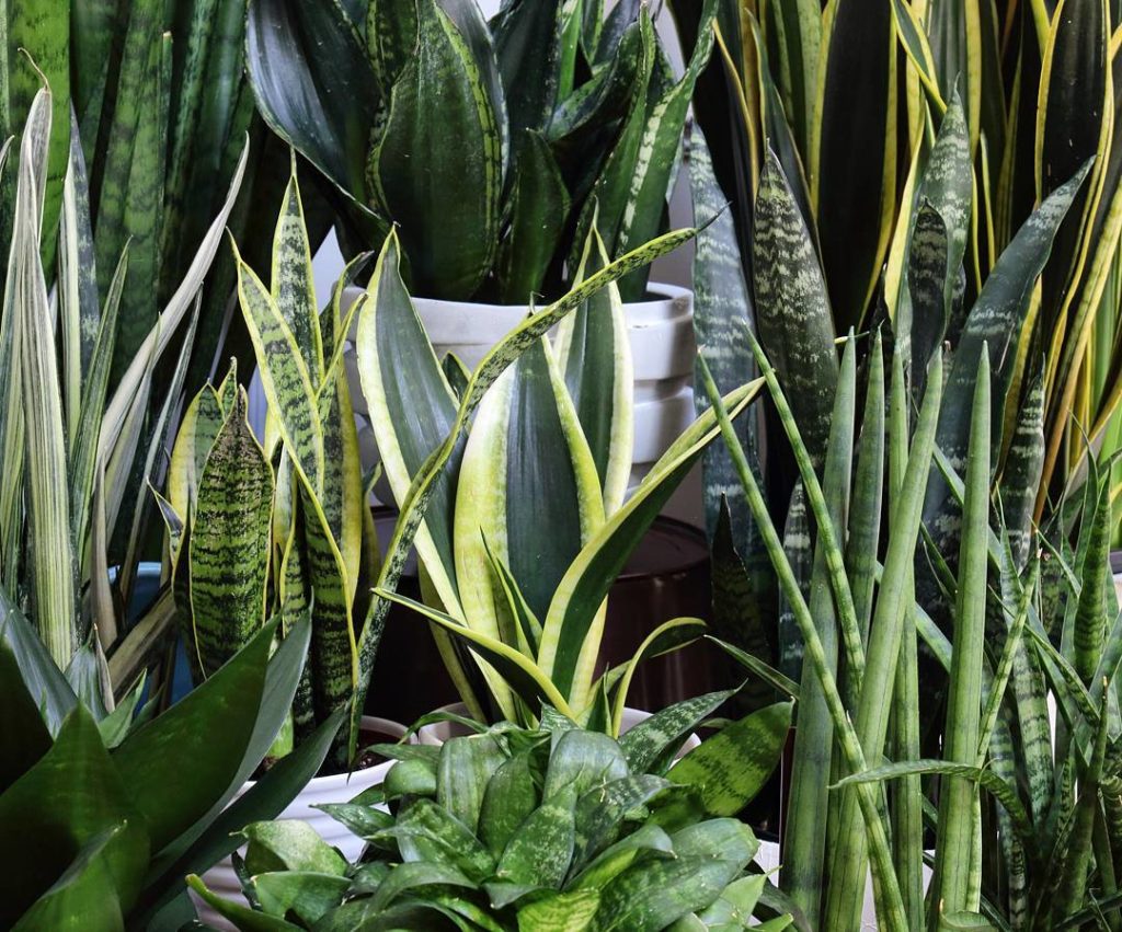 @houseplantjournal: A closeup of my Sansevieria collection for #foliagefriday. Lots of things to wra…