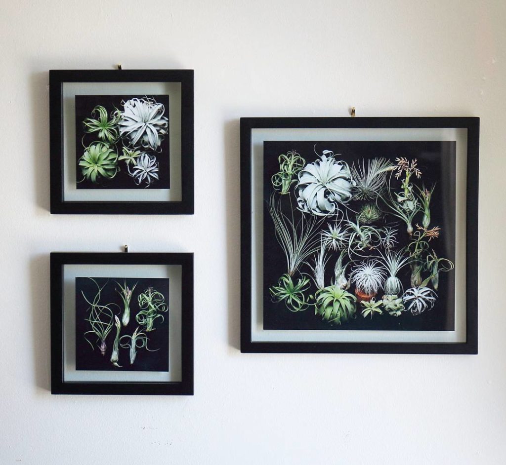 @houseplantjournal: This set of photographs will be available for in my store when I return home in …