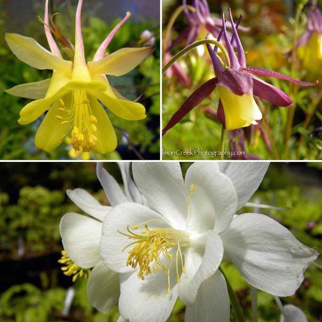 @gardendesignmag: @diggingdognursery autumn plant sale happening now until 10/9. Mention “Happy Au…