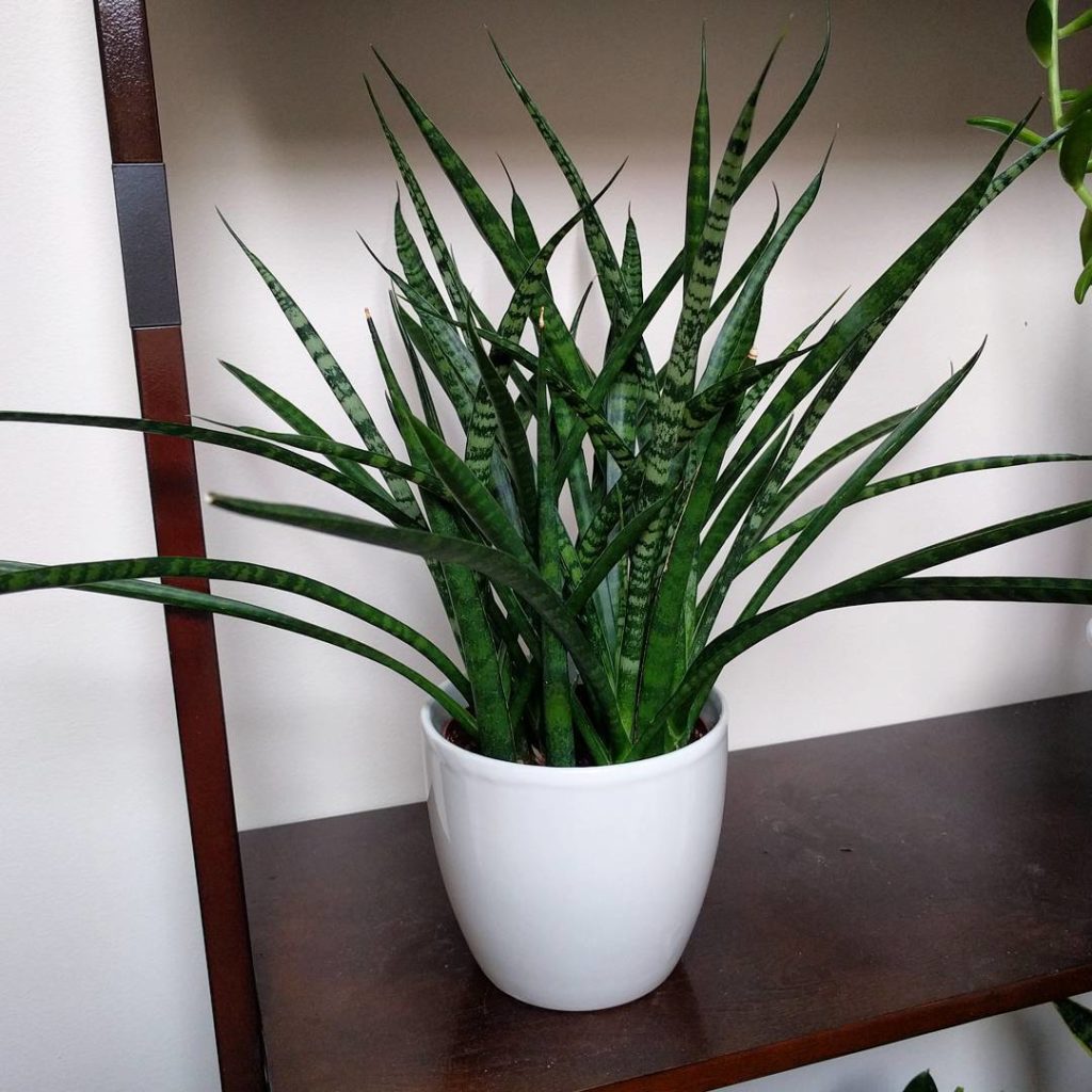 @houseplantjournal: When I first bought this Sansevieria japonesa, it was 6 individual leaves awkwar…