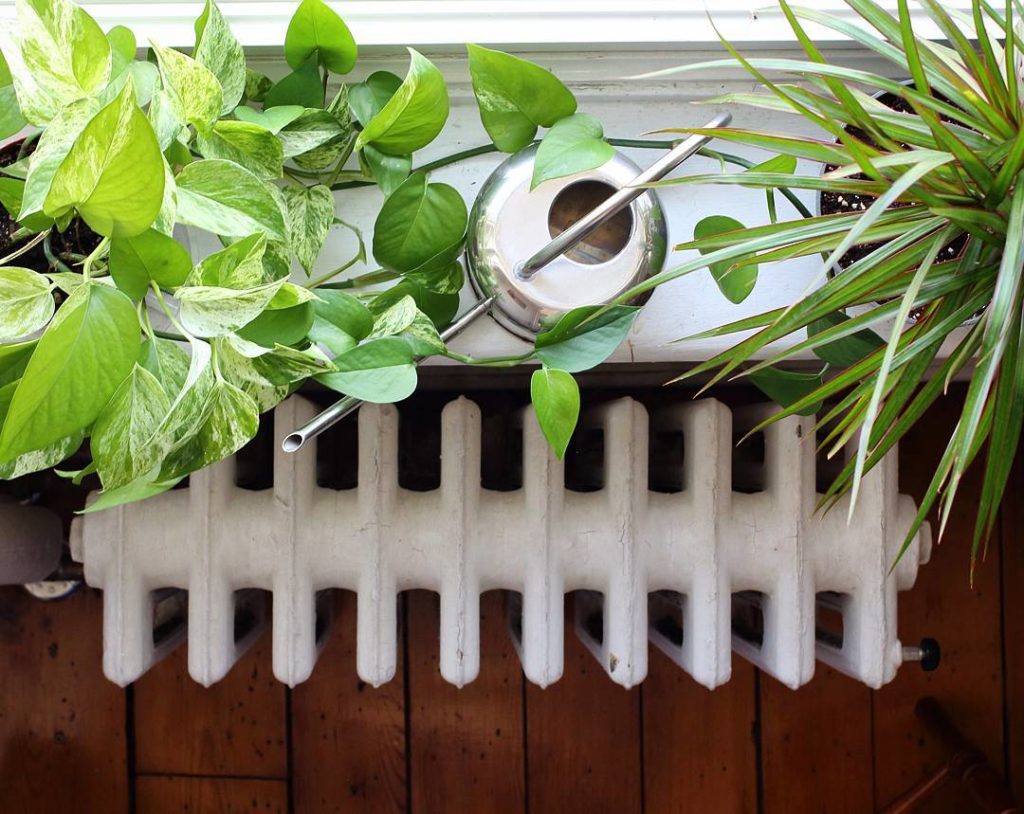 @houseplantjournal: House Plant Wisdom:
To keep your plant happy for a week: give it daily light AND…