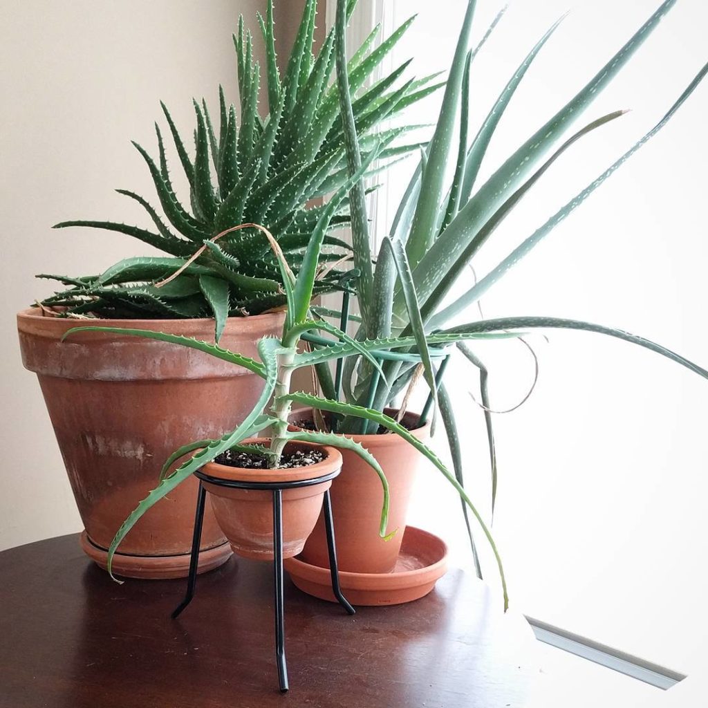 @houseplantjournal: My leaning aloe family: (big to small) Aloe x nobilis, Aloe vera, and Aloe arbor…