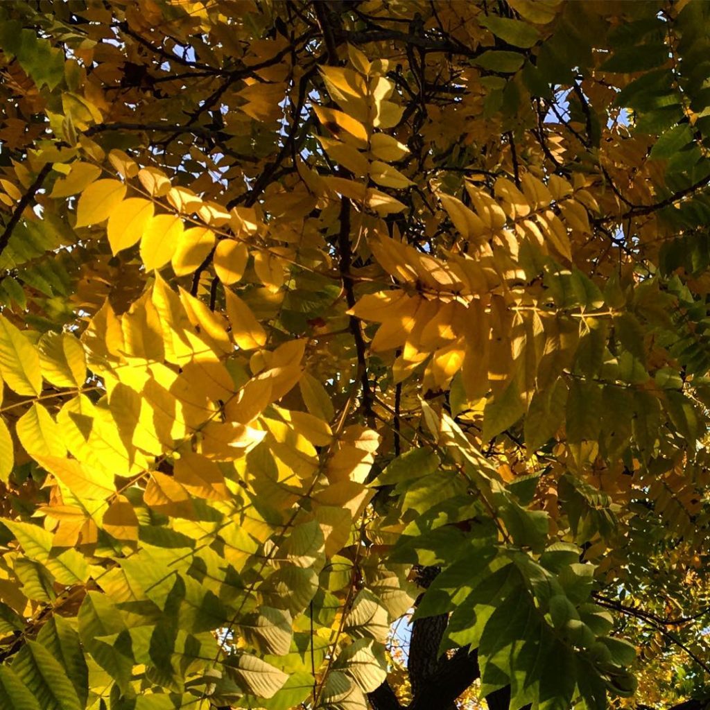 @richardmiers: Looking up into a Ash tree in the autumn sun…dreamy  #glorious #leaf #autumn #…